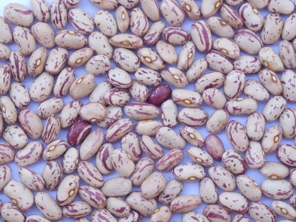 ALUBIA PINTA
